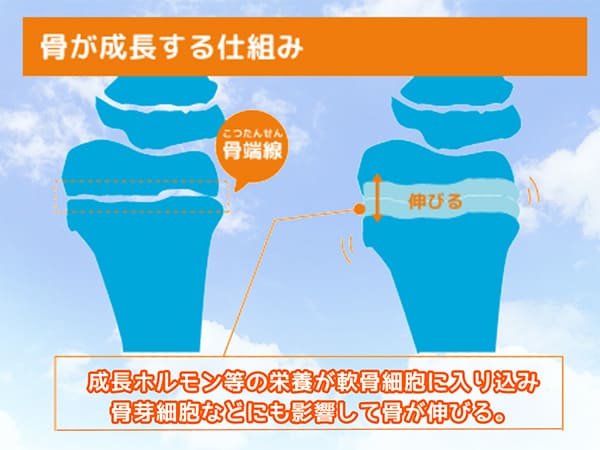 骨が成長する仕組みイラスト